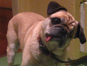 Say what?  (Courtesy of C-Monster at Flkr Creative Commons)