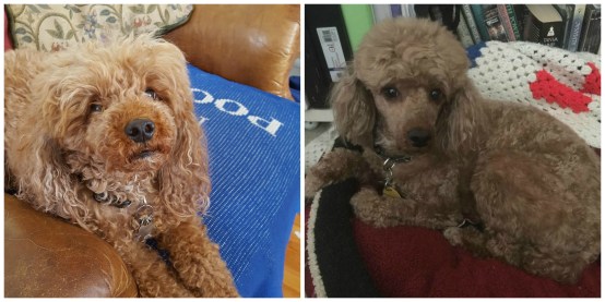 The Admiral Avant et Apres Barber